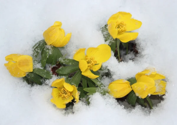 早春の雪に覆われた庭で黄色 eranthis 花 — ストック写真