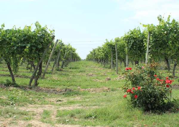 Doorgang tussen rijen van wijn voorraad op wijngaard met rozen — Stockfoto