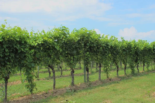 Row of wine stock at vineyard in Italy — Stock Photo, Image