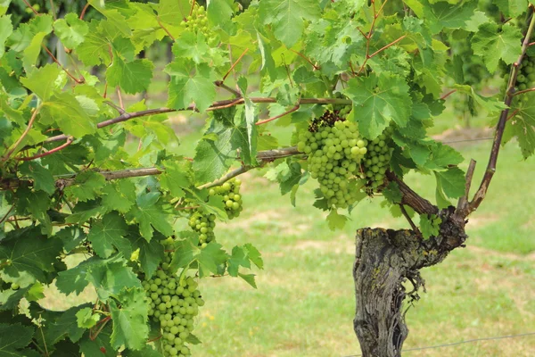 Primer plano del caldo de vino en el viñedo de Italia — Foto de Stock