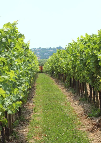 Passaggio tra due file di brodo di vino in vigna — Foto Stock