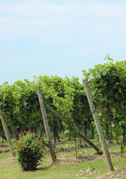End of rows of wine stock at vineyard in Italy — Stock Photo, Image