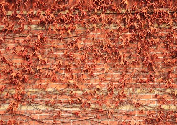 Alte Ziegelmauer mit trockenen roten Efeublättern — Stockfoto