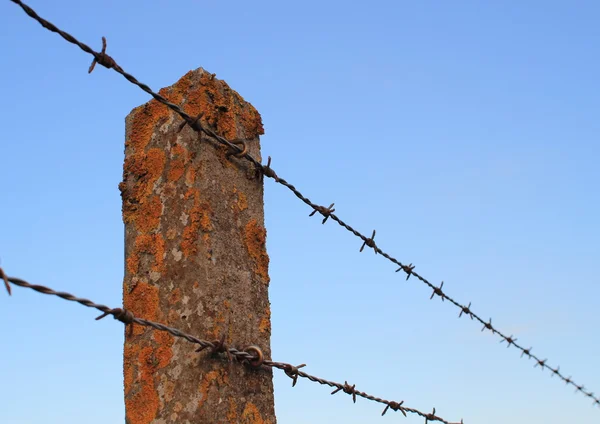 Perspektive isolierten Stacheldrahts auf Zementmast mit Alge — Stockfoto