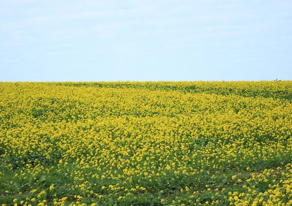 Endless yellow flower field with blue sky and clouds — Stock Photo, Image