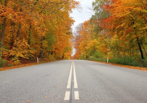 Mittelstreifen auf der Straße im Herbst Wald mit schönen Farben — Stockfoto