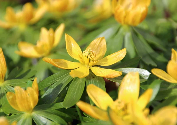 Gele eranthis bloem in het vroege voorjaar Stockfoto
