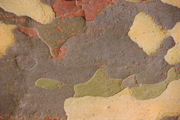 Planetree kůra jako texturu přírodního camuflage — Stock fotografie