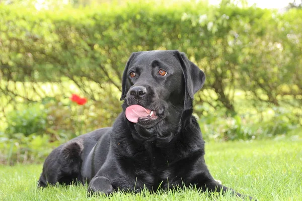 Zwarte hond op gras met tong likken overlip Stockfoto