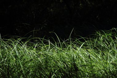 Yeşil taze reed ve siyah arka plan ile demirlemek