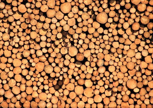 Pile of pinewood timber logs — Stock Photo, Image