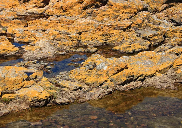 Algas amarelas na rocha no oceano — Fotografia de Stock