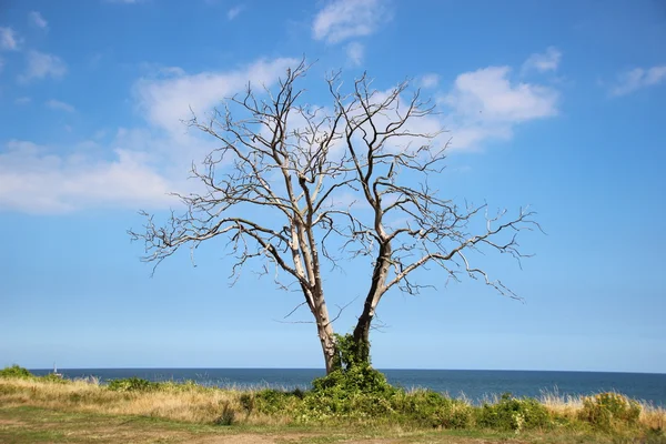 Toter Baum an der Meeresfront mit Horizonthintergrund — Stockfoto