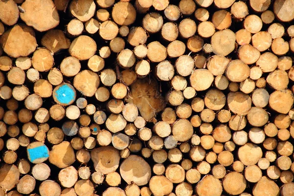 Two timber logs with blue paint in pile — Stock Photo, Image