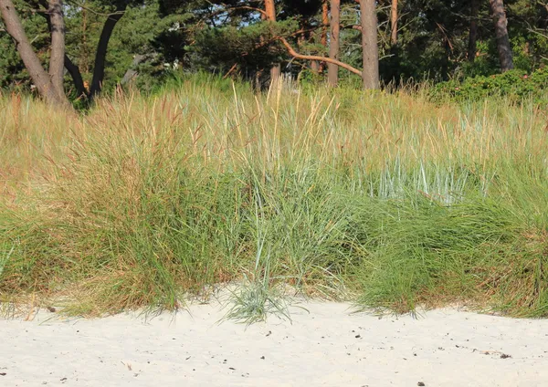 Erba leymus selvatico sulla spiaggia di sabbia — Foto Stock