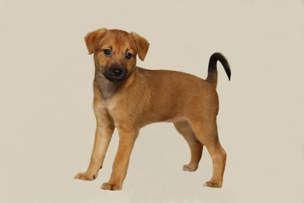 Yedi haftalık bir köpek yavrusu merakla duruyor ve dikkatlice bakıyor. Sevimli hayvan.