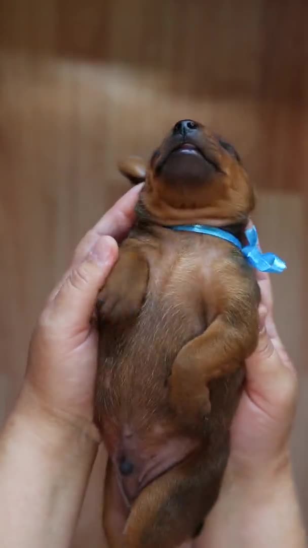 A small puppy A newborn puppy in the arms of the hostess. — Stock Video