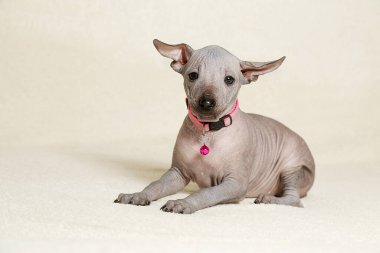 Xoloitzcuintli köpek koltukta Meksikalı çıplak bir köpek yavrusu gibi duruyor.