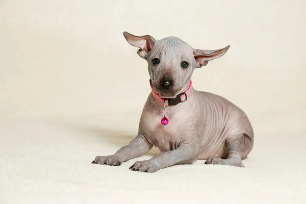 Xoloitzcuintli köpek koltukta Meksikalı çıplak bir köpek yavrusu gibi duruyor.