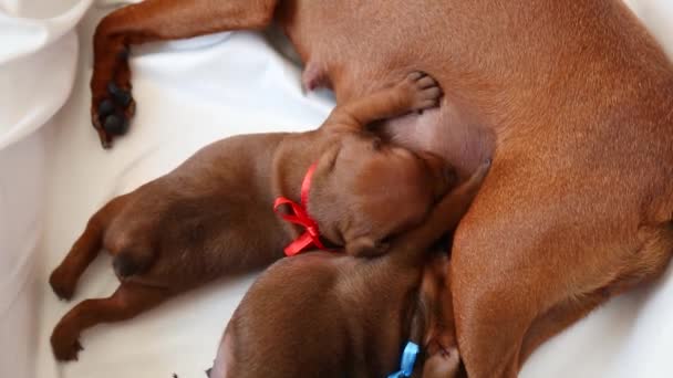 Newborn puppies feed on mothers milk. Bitch dog feeds her puppies. — Video Stock