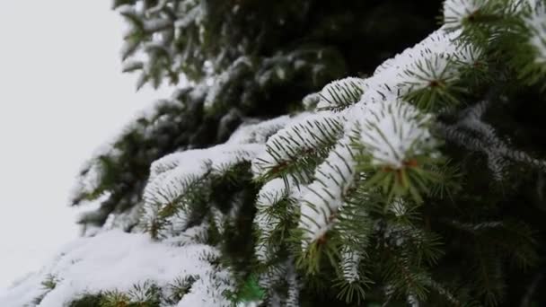 Сніг на сосновій гілці в парку на природі. зима, сніг, Різдво, свято — стокове відео