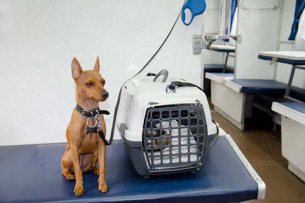 Mini pinscher taşıyıcının yanındaki araçta oturuyor..