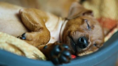 Uyuyan bir köpeğin ağızlık sesi..