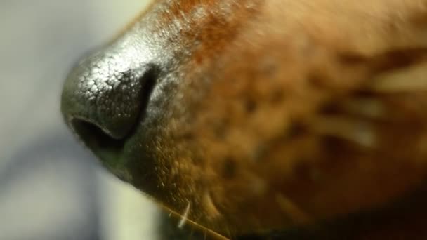 Die schwarze Nase des Tieres schnüffelt. — Stockvideo