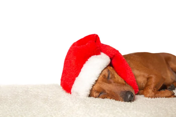 サンタの帽子をかぶったクリスマス犬 サンタ ハットのドワーフ ピンチャーは — ストック写真