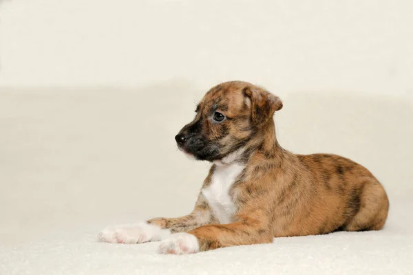 Der Welpe Xoloitzcuintli Liegt Auf Der Couch Welpe Eines Mexikanischen — Stockfoto