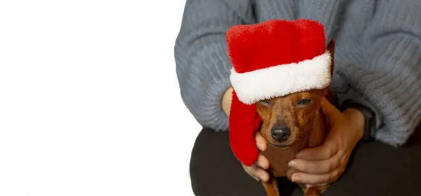 一个女孩手里拿着一只狗 一只戴着圣诞礼帽的狗家里的狗既温暖又舒适 复制空间 圣诞快乐 — 图库照片