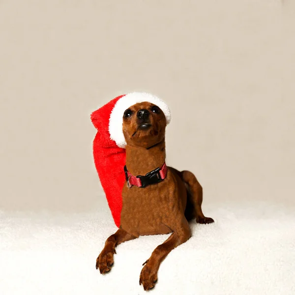 サンタの帽子の小さな犬が見上げます コピースペースのあるデザインのブランク サンタの犬 — ストック写真