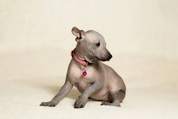 ソファの上の若い子犬 メキシコの裸の犬の子犬 クローズアップ 純血子犬 — ストック写真