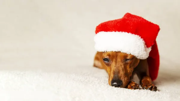 Ein Weihnachtshund Mit Weihnachtsmütze Kleiner Hund Zwergpinscher Mit Weihnachtsmütze Kopierraum — Stockfoto
