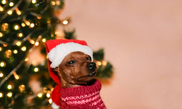 Santas Hund mit Nikolausmütze sitzt auf dem Hintergrund eines Weihnachtsbaums. — Stockfoto