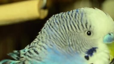 Muhabbet kuşu tüneğe oturur ve her yöne bakar.. 