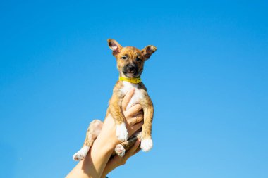 Xoloitzcuintli köpek yavrusu kollarında yatıyor. Kel, küçük bir köpek..