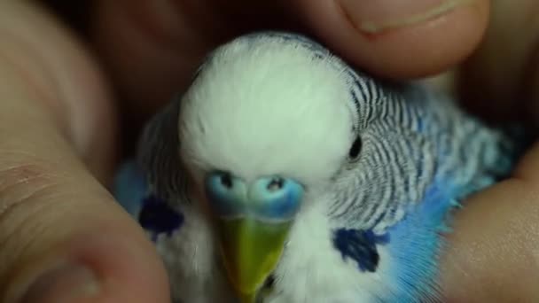 A budgie in the hands of a man. The owner strokes his tamed parrot - Close-up. — Stock Video