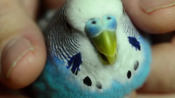 Människans hand smeker försiktigt papegojan. En tämjd budgie — Stockvideo