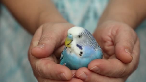 他手里拿着一个小宝贝。鸟从人的手中飞过去了. — 图库视频影像