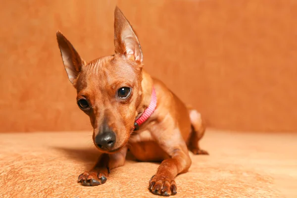 Ligt Een Kleine Hond Bank Ongelukkige Puppy Rust Het Bed — Stockfoto