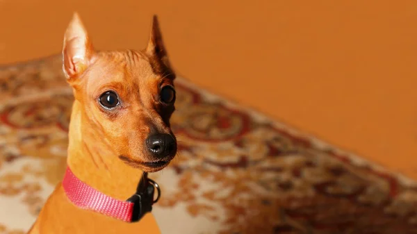 Porträt Eines Kleinen Glatthaarigen Hundes Großohriger Brauner Hund Ein Haustier — Stockfoto
