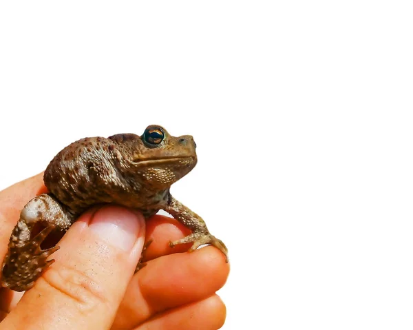 Frog Deformity His Hand Toad One Leg Pet Leg Defect — Stock Photo, Image