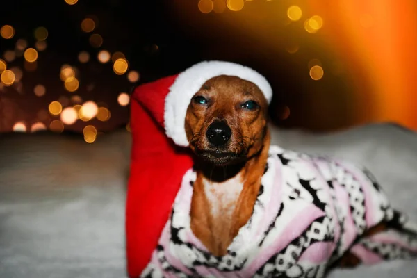 クリスマスツリーの背景にあるサンタの帽子の小さな犬専用の照明 — ストック写真