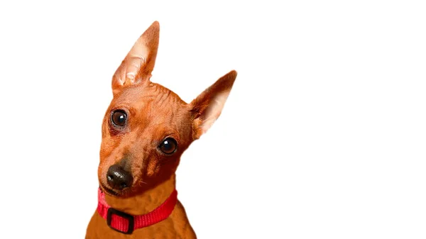 Portrait of a charming puppy on a white background. The curious look of a puppy. Big-eared little dog. A dog with a questioning look. The muzzle of a pet. Isolate.