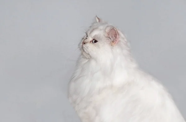 British Breed Cat White Color Stare Side White Background Profile — Stock Fotó