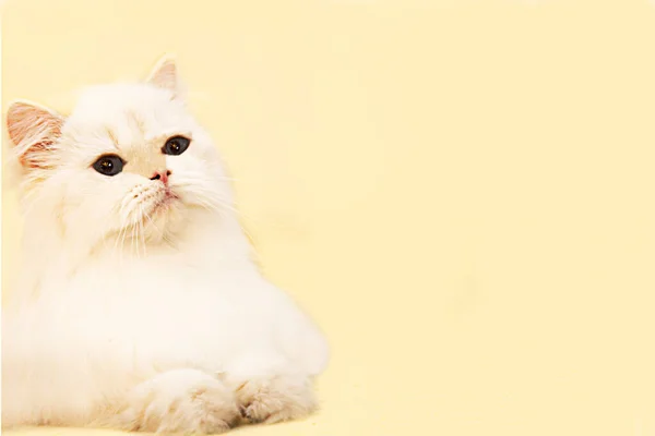 Cat British Breed White Color Fluffy Cat White Plenty Room — Foto Stock