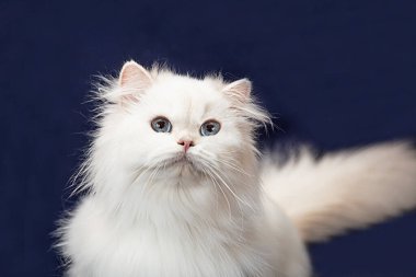 Portrait. A white cat on a dark blue background. A fluffy, snowy kitten is sitting. Animal muzzle close-up. A pet