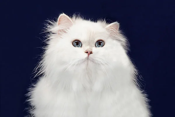 Snow White Cat Dark Blue Background Muzzle Pet Dark Background — Foto Stock