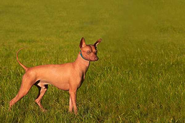 Xoloitzcuintli. Safkan bir köpek yeşil çimlerin üzerinde yan duruyor. Doğada bir evcil hayvan. Köpek başka tarafa bakıyor. Yeşil çimenlikteki bir hayvan. Bahar, yaz zamanı..